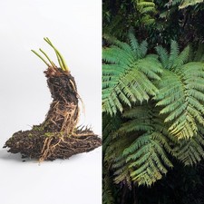 LIVE Mature, wider trunk 