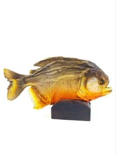 Piranha naturalisé sur socle