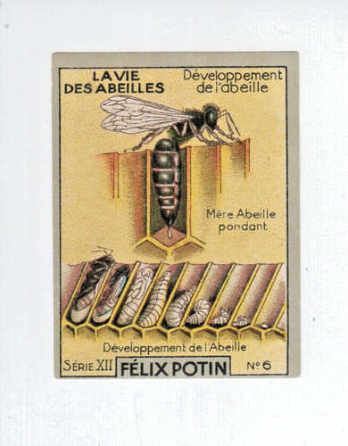 Chromo vie des abeilles - vie,