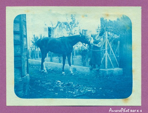 Cyanotype vers 1900 - cheval, &