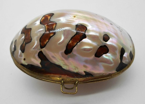 Coquillage magnifique porte - coquillage, :