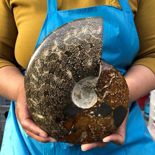 41lb rare natural tentacle - rare!,