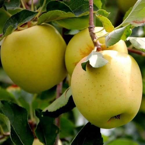 Pommier golden delicious - pommier, delicious'