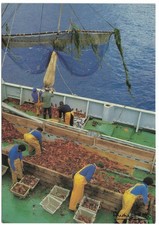 TAAF N°0636 PECHE DE LA