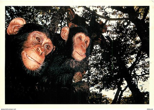 Carte postale animaux - carte,
