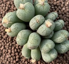 Conophytum uviforme - Conophytum raisin