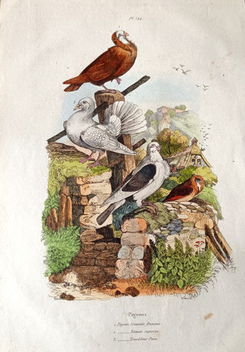 Gravure couleur pigeon - gravure,