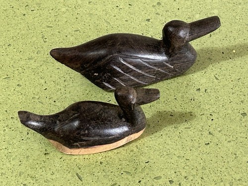 Oiseau couple petits - ,