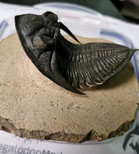 Odontochile trilobite fossil - trilobite,