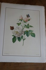 BELLE LITHOGRAPHIE DE FLEUR de PIERRE JOSEPH REDOUTE 1939 MOURLOT BENGALE THE