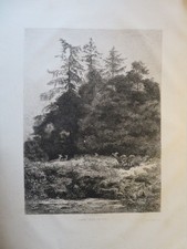 Karl BODMER (1809-1893) GRAVURE  ORIGINALE XIX° PAYSAGE CHEVREUIL  SAPIN  1878