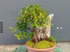 Bonsaï ficus 40x27 - , pot