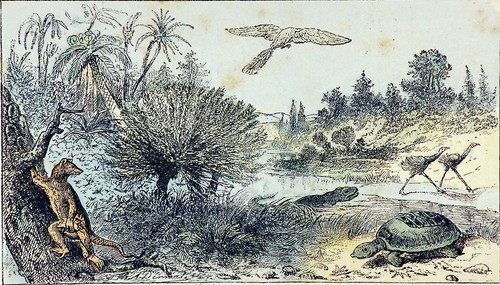 Paléontologie animaux du - -,