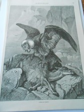 Gravure 1880 - Condor et Guanaco