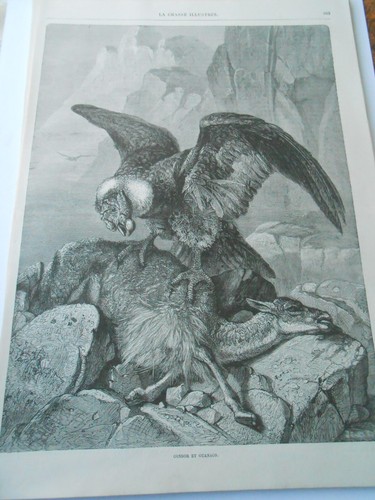 Gravure 1880 condor et - 1880,