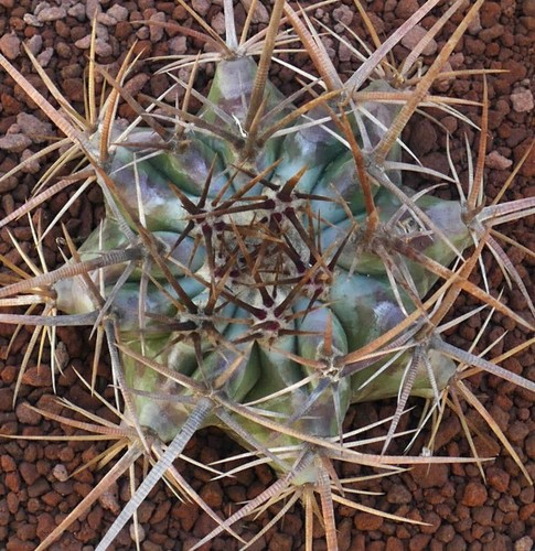 Echinocactus ingens 16cm