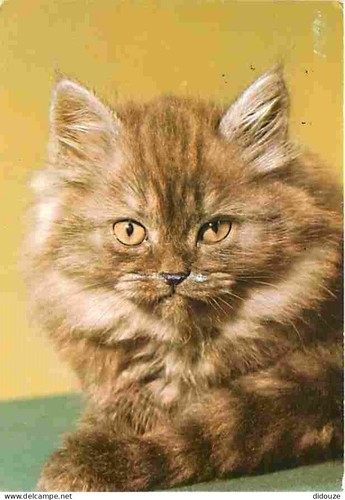Carte postale animaux - -,