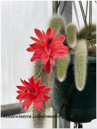 Hildewintera colademononis - , °