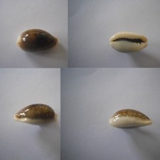 CYPRAEA ERRONEA ERRONES ERRONES NIGER 21.00 mm - GEM