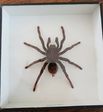 Entomologie - Mygale du PEROU