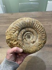 grande ammonite fossile origine France dimension 20X17  cm