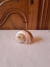 Coquillage Coquille Escargot De Mer En Nacre