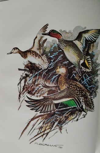 1983 chasse des canards - la,