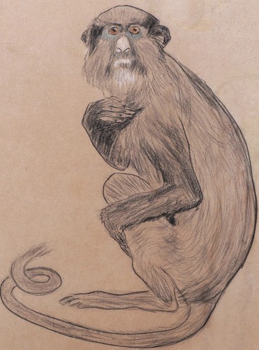 Dessin encadré art animalier