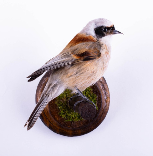 Taxidermy bird penduline - taxidermy,