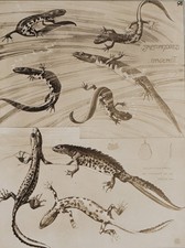 Mathurin MEHEUT : La