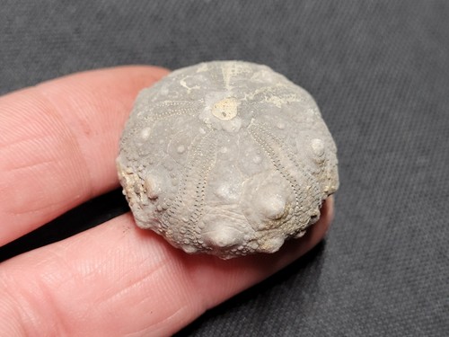Oursin fossile asterocidaris - oursin,