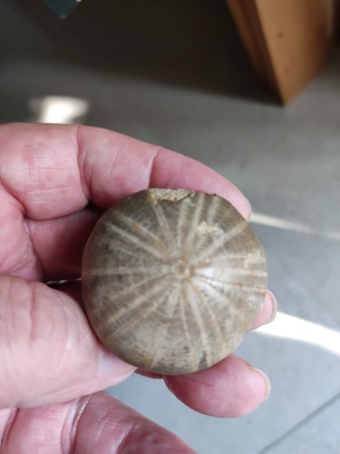 61g oursin phylolectipus - .,