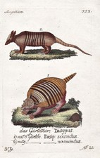 Gravure D'Un Pangolin Tatou