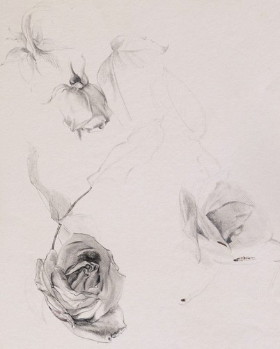 Trois dessins études fleurs