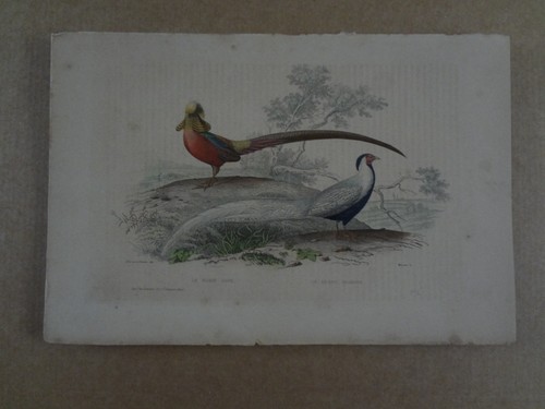 Gravure xix oiseau faisan - gravure,