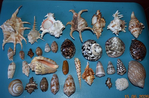 Coquillages collection de - , 34