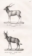 Addax Antilope Blanche