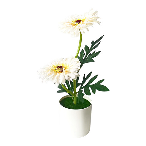 Plante marguerite faux - , gerbera