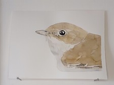 Gobe mouche AQUARELLE