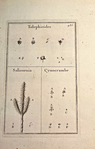 Gravure botanique pitton - gravure,