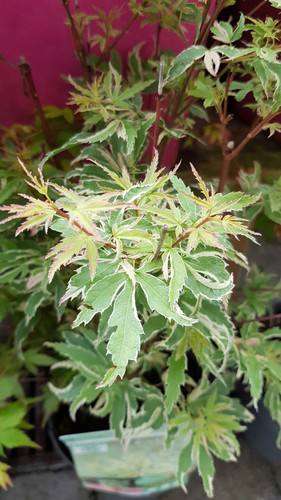 Acer palmatum butterfly de - 'butterfly', (de