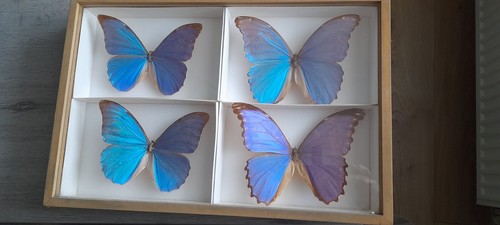 Papillons morpho didius bleu - papillons,