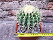 Echinocactus grusonii 15 cm