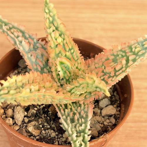 Aloe tct pot - pot, (code