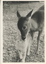POSTCARD / CP / EDITIONS ADMIRA & PING DAY / TOP / TENDRESSE / CAT CHAT