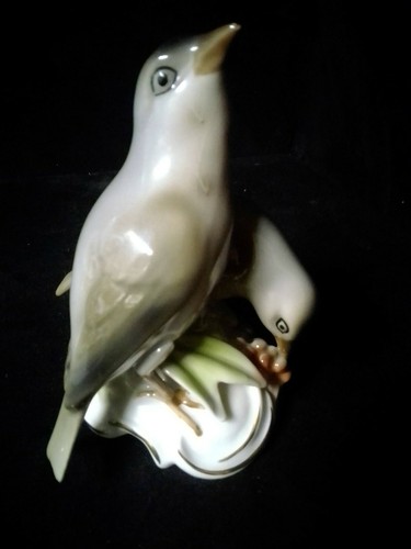Joli couple oiseaux en - couple,