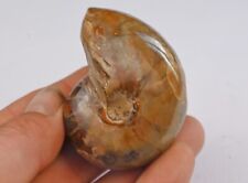 Nautile entière et polie 61mm  fossile collection nautille