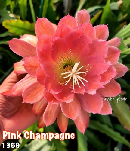 Rare epiphyllum 1369 - epiphyllum,