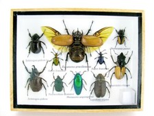 Insectes 3D - exotiques réel