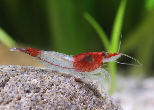 Crevettes caridines rilli - 12,
